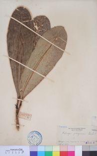 Specimen thumbnail